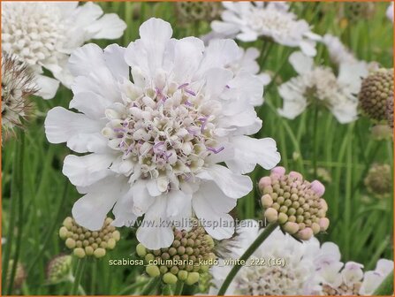 Scabiosa columbaria &#039;Kudo White&#039; | Duifkruid, Schurftkruid | Tauben-Skabiose | Pigeon&#039;s Scabious