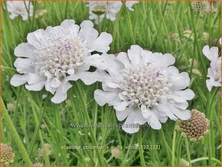 Scabiosa columbaria &#039;Kudo White&#039; | Duifkruid, Schurftkruid | Tauben-Skabiose | Pigeon&#039;s Scabious