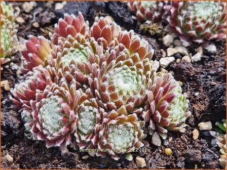 Sempervivum &#039;Sprite&#039; | Huislook, Donderblad | Echte Hauswurz | Common Houseleek