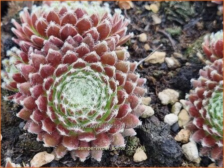 Sempervivum &#039;Sprite&#039; | Huislook, Donderblad | Echte Hauswurz | Common Houseleek