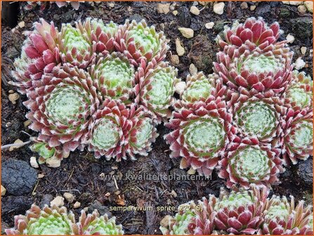 Sempervivum &#039;Sprite&#039; | Huislook, Donderblad | Echte Hauswurz | Common Houseleek