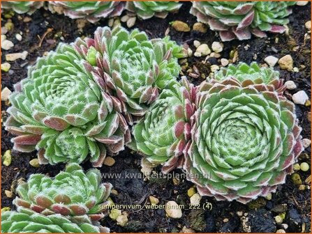 Sempervivum weberianum | Huislook, Donderblad | Echte Hauswurz | Common Houseleek