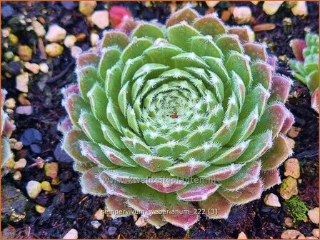 Sempervivum weberianum | Huislook, Donderblad | Echte Hauswurz | Common Houseleek