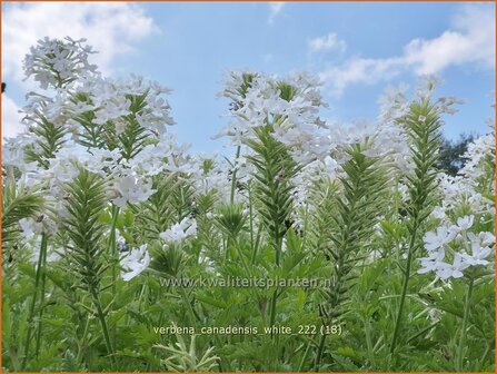 Verbena canadensis &#039;White&#039; | IJzerhard | Kanadisches Eisenkraut | Canadian Vervain