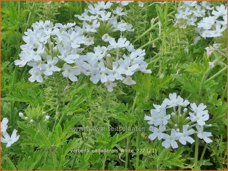 Verbena canadensis &#039;White&#039; | IJzerhard | Kanadisches Eisenkraut | Canadian Vervain