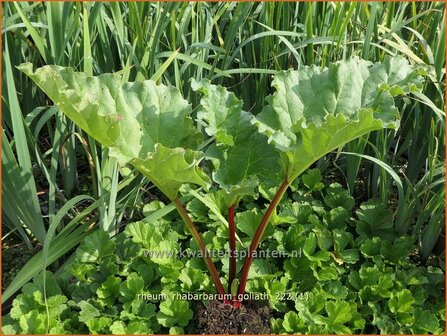 Rheum rhabarbarum &#039;Goliath&#039; | Rabarber | Gartenrhabarber | Garden Rhubarb