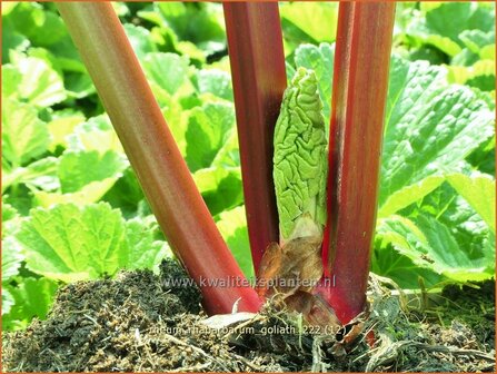 Rheum rhabarbarum &#039;Goliath&#039; | Rabarber | Gartenrhabarber | Garden Rhubarb