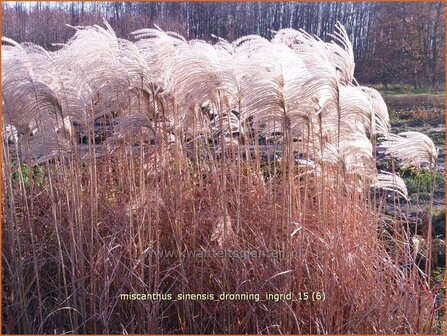 Miscanthus sinensis 'Dronning Ingrid' | Chinees prachtriet, Chinees riet, Japans sierriet, Sierriet | Chinaschilf | E