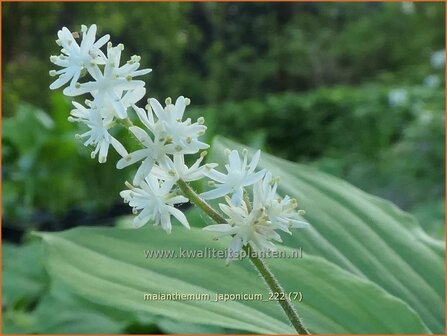 Maianthemum japonicum | Schattenblume | May Lily