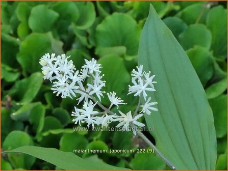 Maianthemum japonicum | Schattenblume | May Lily