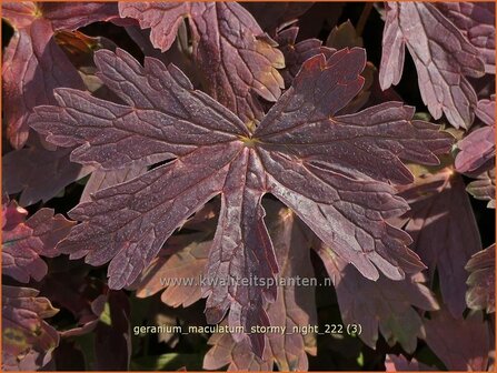 Geranium maculatum &#039;Stormy Night&#039; | Gevlekte ooievaarsbek, Ooievaarsbek, Tuingeranium, Geranium | Amerikanischer Stor