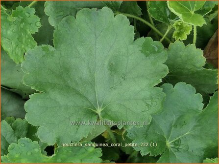 Heuchera sanguinea &#039;Coral Petite&#039; | Purperklokje | Purpurgl&ouml;ckchen | Coral Bells