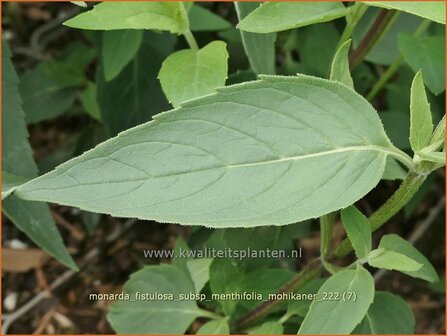 Monarda fistulosa subsp. menthifolia &#039;Mohikaner&#039; | Wilde bergamotplant, Bergamotplant, Indianennetel | Minzebl&auml;ttrig