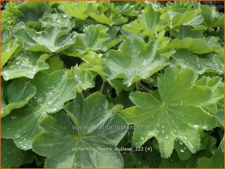 Alchemilla mollis &#039;Auslese&#039; | Vrouwenmantel | Gro&szlig;bl&auml;ttriger Frauenmantel | Lady&#039;s Mantle