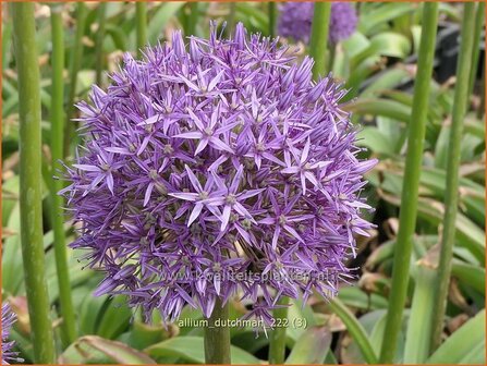 Allium &#039;Dutchman&#039; | Sierui, Look | Lauch | Ornamental Onion