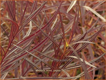 Amsonia 'Ernst Pagels' | Blauwe ster, Stermaagdenpalm | Blausternchen | Blue Star