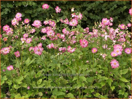 Anemone hupehensis &#039;Pretty Lady Julia&#039; | Herfstanemoon, Japanse anemoon, Anemoon | Herbstanemone | Japanese Anemone