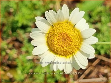 Anthemis hybrida 'Sauce Hollandaise' | Gele kamille, Verfkamille, Kamille | F&auml;rberkamille | Chamomile