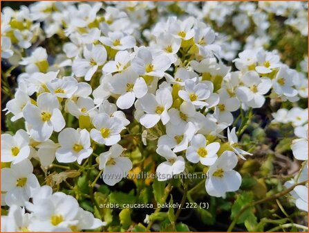 Arabis caucasica 'Bakkely' | Randjesbloem, Rijstebrij | Kaukasische G&auml;nsekresse | Mountain Rock Cress