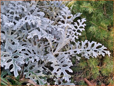 Artemisia stelleriana 'Boughton Silver' | Alsem, Bijvoet, Edelruit | Gabelbl&auml;ttriger Silber-Wermut | Dusty Miller