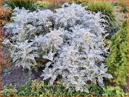 Artemisia stelleriana 'Boughton Silver' | Alsem, Bijvoet, Edelruit | Gabelbl&auml;ttriger Silber-Wermut | Dusty Miller