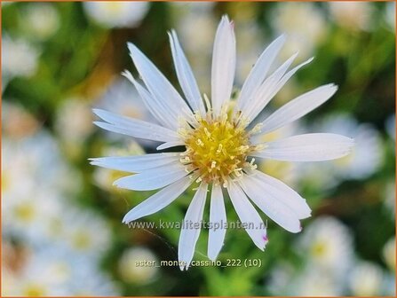 Aster &#039;Monte Cassino&#039; | Septemberkruid, Aster | Aster | Aster