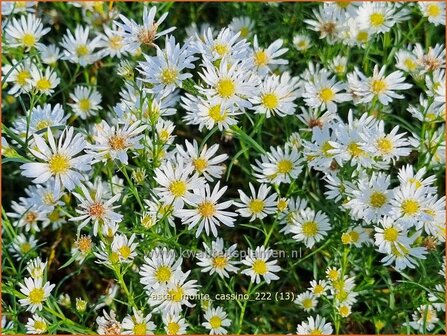 Aster &#039;Monte Cassino&#039; | Septemberkruid, Aster | Aster | Aster