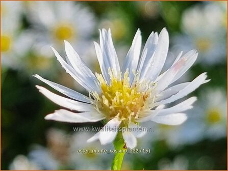 Aster &#039;Monte Cassino&#039; | Septemberkruid, Aster | Aster | Aster