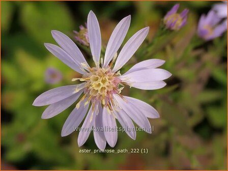 Aster &#039;Primrose Path&#039; | Aster | Aster | Aster