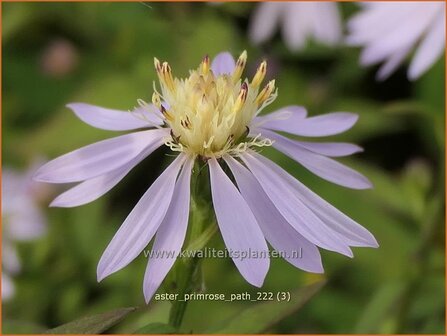 Aster &#039;Primrose Path&#039; | Aster | Aster | Aster