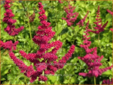 Astilbe 'Hot Pearls' | Pluimspirea, Spirea | Prachtspiere | Astilbe