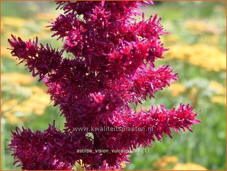 Astilbe &#039;Vision Vulcano&#039; | Pluimspirea, Spirea | Prachtspiere | Astilbe