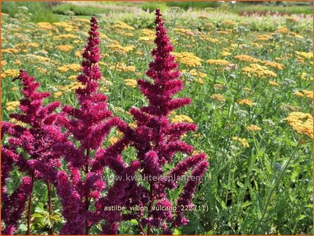 Astilbe &#039;Vision Vulcano&#039; | Pluimspirea, Spirea | Prachtspiere | Astilbe