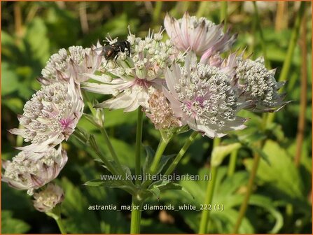 Astrantia major &#039;Diamonds White&#039; | Zeeuws knoopje, Groot sterrenscherm | Gro&szlig;e Sterndolde | Greater Masterwort