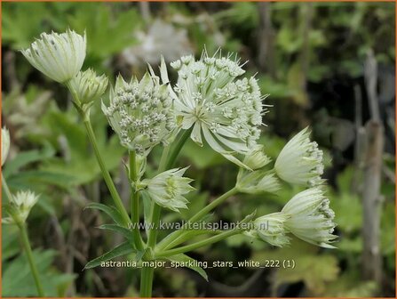 Astrantia major &#039;Sparkling Stars White&#039; | Zeeuws knoopje, Groot sterrenscherm | Gro&szlig;e Sterndolde | Greater Masterwor