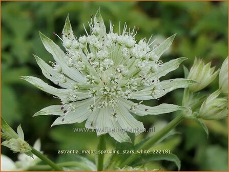 Astrantia major &#039;Sparkling Stars White&#039; | Zeeuws knoopje, Groot sterrenscherm | Gro&szlig;e Sterndolde | Greater Masterwor