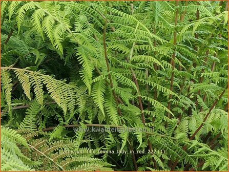 Athyrium filix-femina &#039;Lady in Red&#039; | Wijfjesvaren | Wald-Frauenfarn | Southern Lady Fern