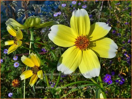 Bidens aurea &#039;Hannay&#039;s Lemon Drop&#039; | Tandzaad | Zweizahn | Arizona Beggar&#039;s Ticks