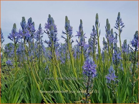 Camassia leichtlinii 'Blue Candle' | Prairielelie, Indianenlelie | Leichtlins Pr&auml;rielilie | Indian Lily