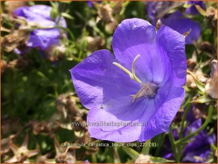 Campanula carpatica &#039;Blaue Clips&#039; | Karpatenklokje, Klokjesbloem | Karpaten-Glockenblume | Carpathian Bellflower