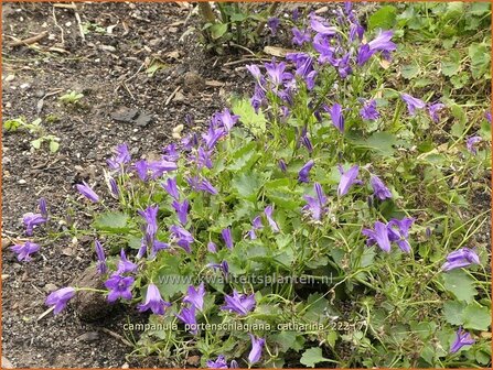 Campanula portenschlagiana 'Catharina' | Dalmatieklokje, Zodenvormend klokje, Klokjesbloem | Polster-Glockenblume | D