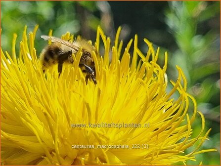 Centaurea macrocephala | Korenbloem, Centaurie | Gelbbl&uuml;hende Riesen-Flockenblume | Great-Headed Centaury