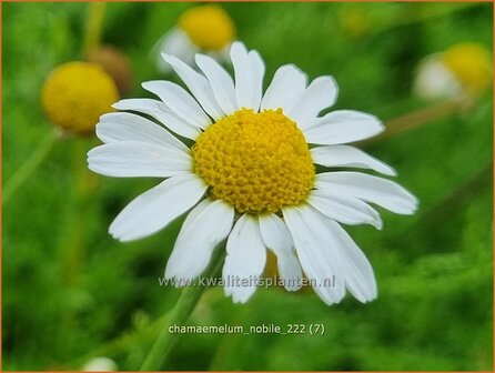 Chamaemelum nobile | Roomse kamille | R&ouml;mische Kamille | Chamomile