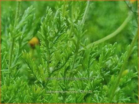 Chamaemelum nobile | Roomse kamille | R&ouml;mische Kamille | Chamomile