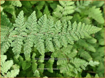 Cheilanthes lanosa | Lipvaren | Pelzfarn | Hairy Lip Fern