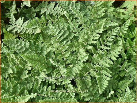 Cheilanthes lanosa | Lipvaren | Pelzfarn | Hairy Lip Fern
