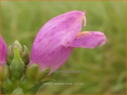 Chelone &#039;Speedy Turtle&#039; | Schildpadbloem, Slangenkop | Schiefer Schlangenkopf | Red Turtlehead