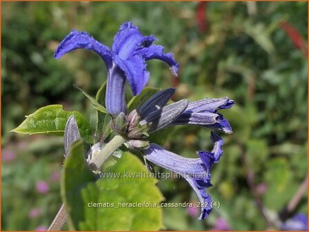 Clematis heracleifolia &#039;Cassandra&#039; | Struikclematis, Bosrank, Clematis | Breitbl&auml;ttrige Waldrebe | Tube Clematis
