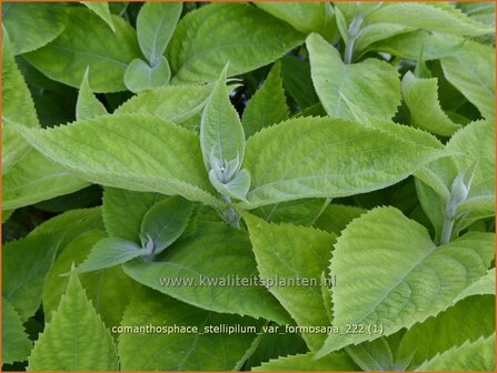 Comanthosphace stellipilum var. formosana | Struikmunt | Strauchminze | Shrub Mint