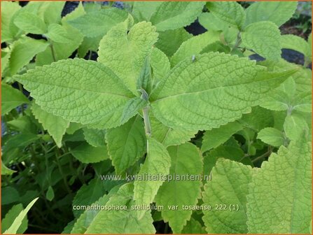 Comanthosphace stellipilum var. tosaense | Struikmunt | Strauchminze | Shrub Mint